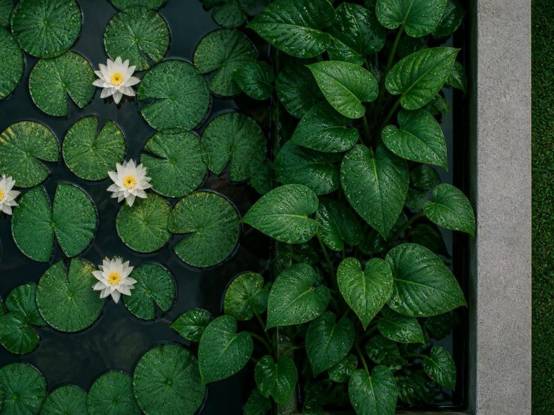 Garden Oasis: Practical Tips for a Healthy, Low-Muss, Water-Wise Backyard Pond